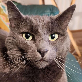 My cat, Mica.